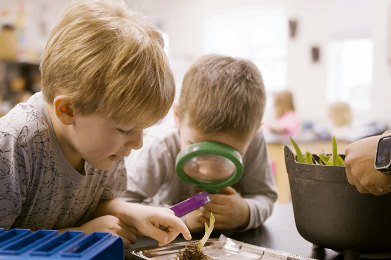 Two school-age boys looking at a plant on a table with a magnifying glass. 